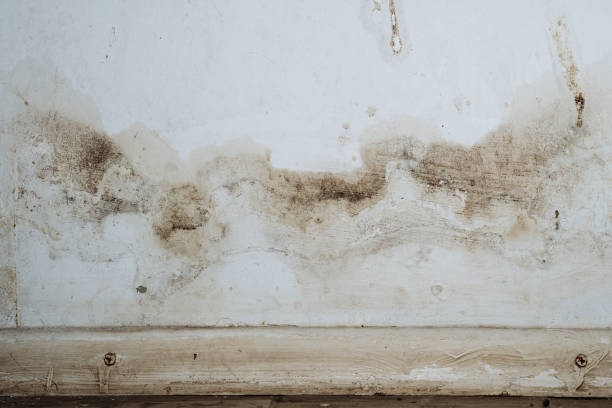 Why You Should Choose Our Mold Remediation Services in Madison, FL